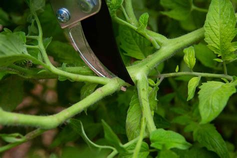 Topping a tomato plant is easy and quick. What is topping a tomato plant and why would you want to do it? This tomato video shows you how to top a tomato p...